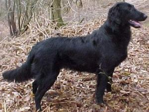 Tilda on Bramshott Chase