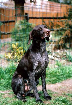 Roxy