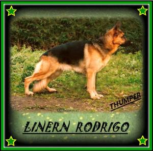 LINERN RODRIGO . ( THUMPER ) HIP SCORE - 11.