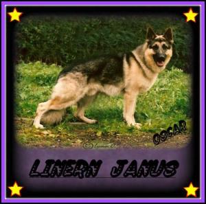 LINERN  JANUS.  ( OSCAR )  HIP SCORE - 9.