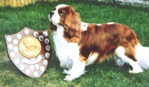 Winner of Northern Cavalier dog trophy 06/07/08