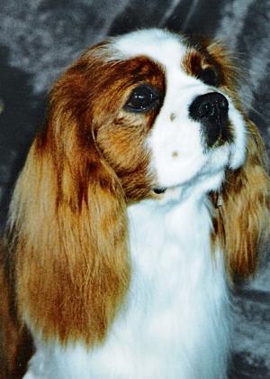 NELSON