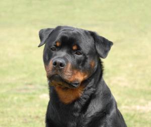 Jhava Montague of Shantasia (Riley age 22 mnths)