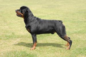 Jhava Montague of Shantasia (Riley age 22 mnths)