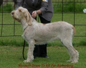 WYNSETT DRESS TO KILL FOR BANNONBRIG