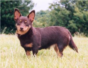 ELITE CHOCOLATE DROP AT SIMONSVILLE