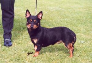 MONGREL'S UNCLE -UNWIN AT SIMONSVILLE