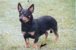 MONGREL'S UNCLE-UNWIN AT SIMONSVILLE (IMP SWE)