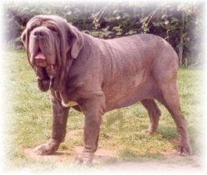 Bruno