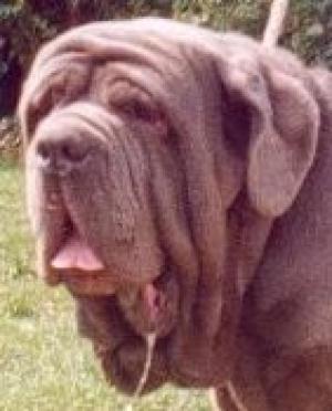 Bruno