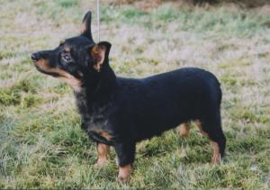 Simonsville Victoria (Aged 6 Mths)