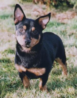 Simonsville Ursula (Aged 6 Mths)