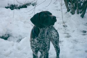Whistlecraft White Wizard (Charlie) age 10 months