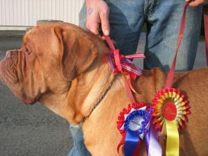BEST OF BREED