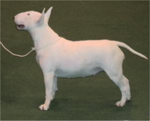 Ellie at Crufts