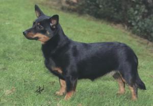 SIMONSVILLE RUBY