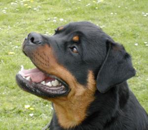 FOXPRIDE PROTECTOR OF QUEBEX