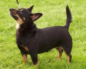 DODDSLINE BECKY ( 7 YRS )