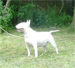 Ellie at North East Bull Terrier Club