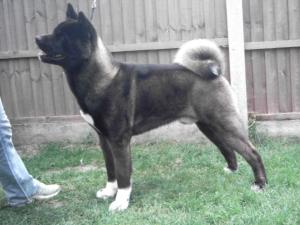 sumo (Calicelesti Slaymaker)