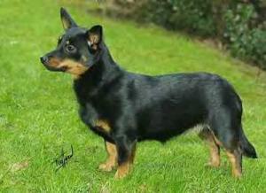 SIMONSVILLE RUBY