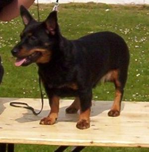 SIMONSVILLE VICTORIA (11 MTHS)