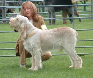 'jAFFA' SHOW CHAMPION BANNONBRIG BUICK