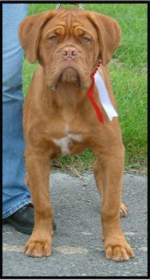 Henry after gaining his 1st Rosette!