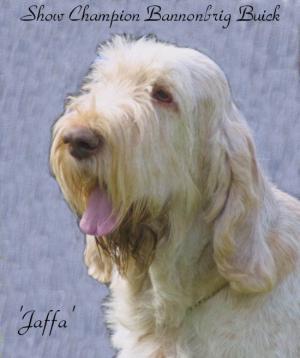 'JAFFA'