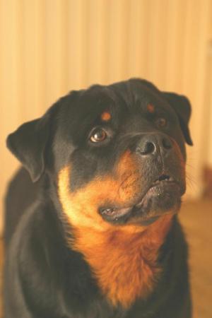 DOMINATUS ROTTWEILERS