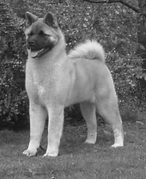 Chase: winning Best Puppy in show