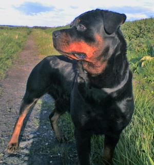 HEIDI DOG
