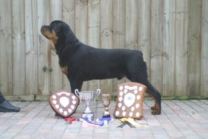 trophies won at the rottweiler club open show