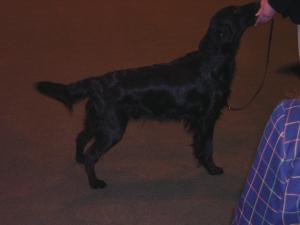 Madison in Show stand at LKA