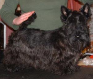 Samstevever Murphy at Divadell
