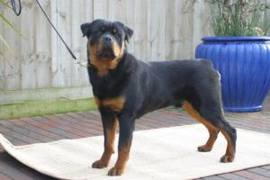 KADE 9 MONTHS
