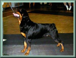 Dexter winning his class