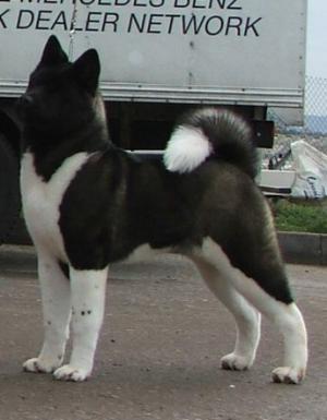 Dodger 6 months