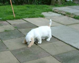 A very young Barrenger Moonlight!