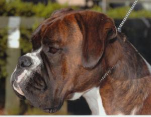 buster@11 months