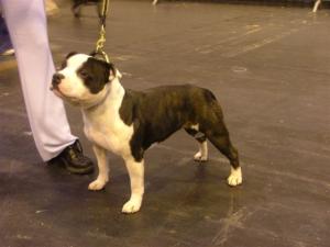 neo at crufts