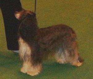 Pippa at Crufts