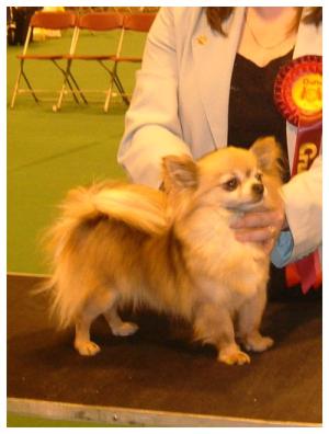 Josie, 1st at Crufts