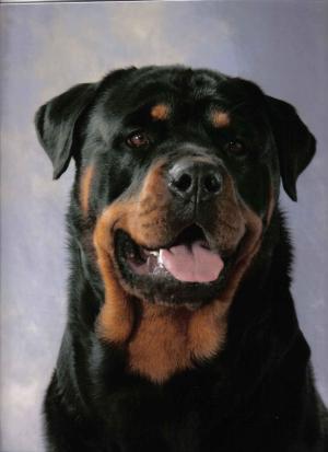 Vinnie Wins At Crufts
