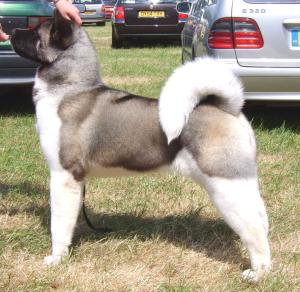 CALRIDIAN TOTAL MAVERICK AT 8 MONTHS