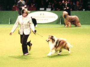 Shady in CRUFTS group