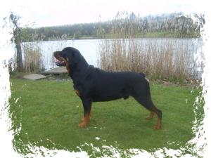 Vinnie wins BEST OF BREED