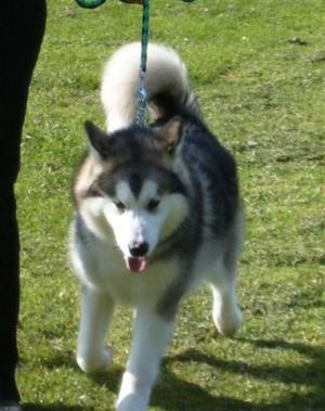 Faona At Camberly & Destrict Open