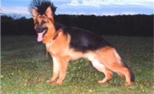 GAYVILLE'S NICO AT AGIOS 16 MONTHS