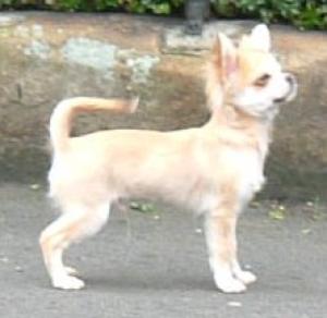 Aged 6 months